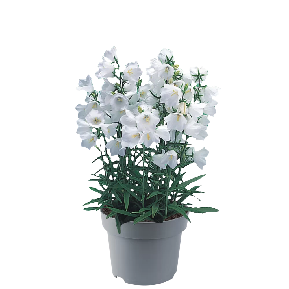 Campanula persicifolia Takion F1 | Florensis