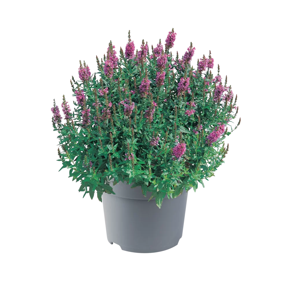 Lythrum salicaria Robert Robert