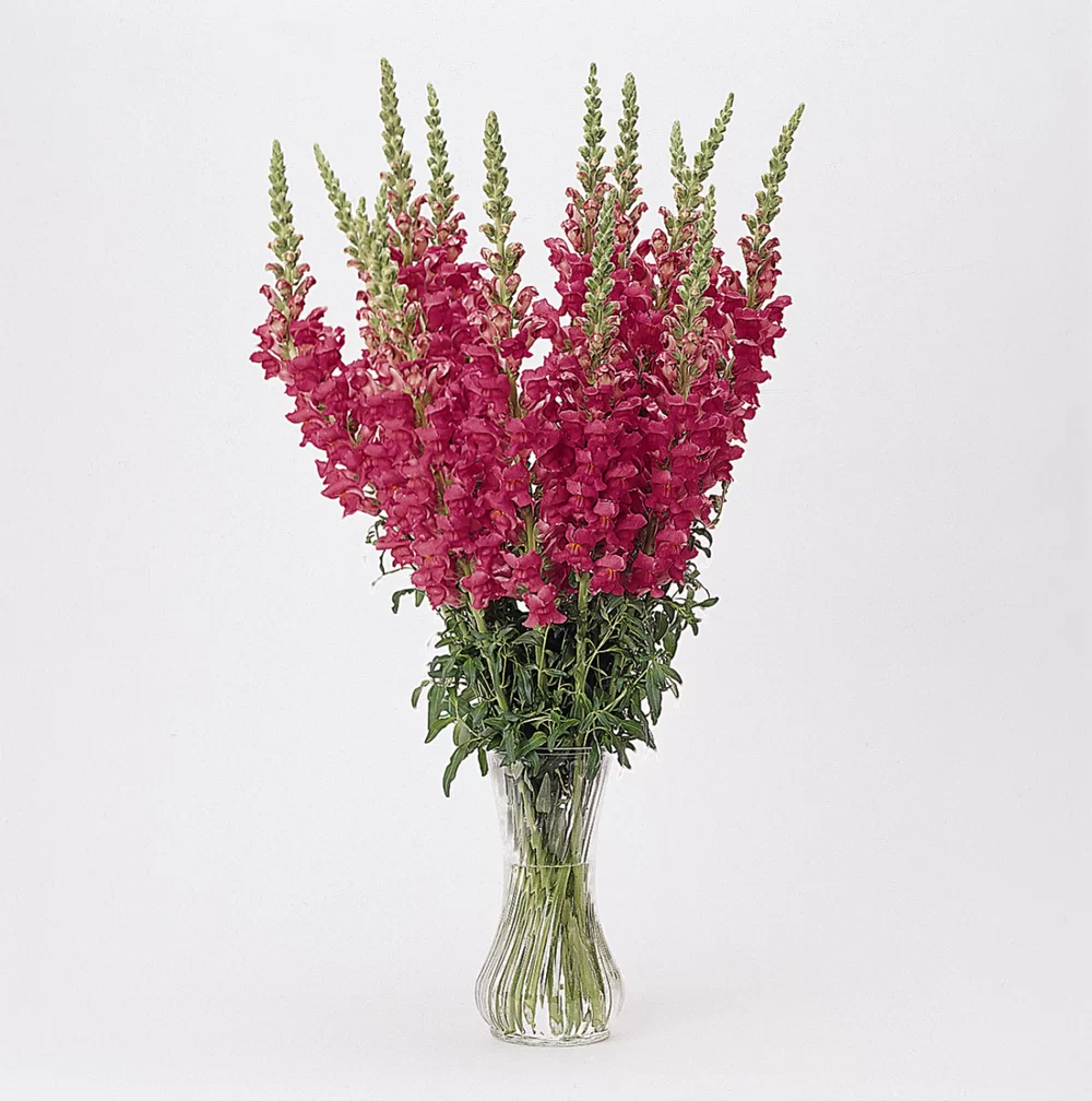 Antirrhinum majus Potomac 4 Cherry Rose