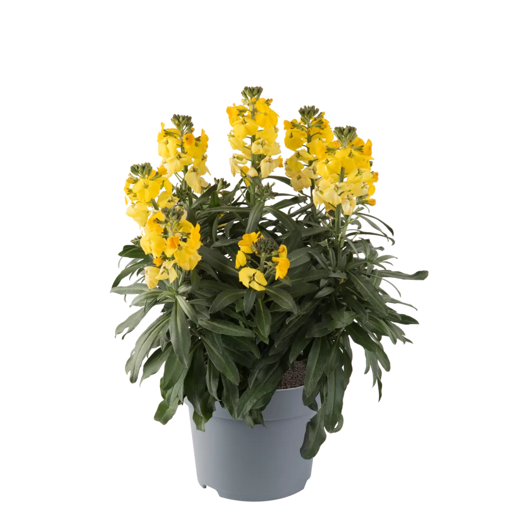 Erysimum linifolium Fragrant Sunshine Fragrant Sunshine