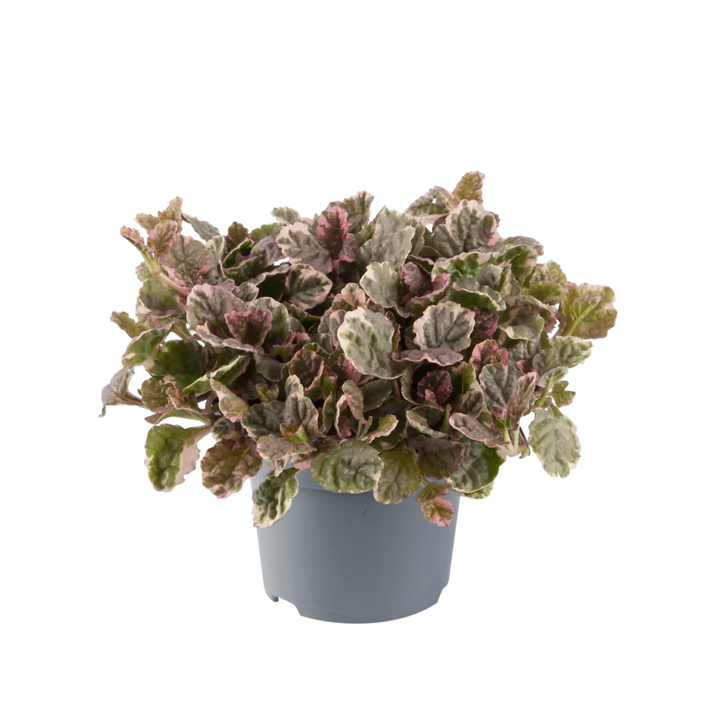 Ajuga reptans Burgundy Glow Burgundy Glow