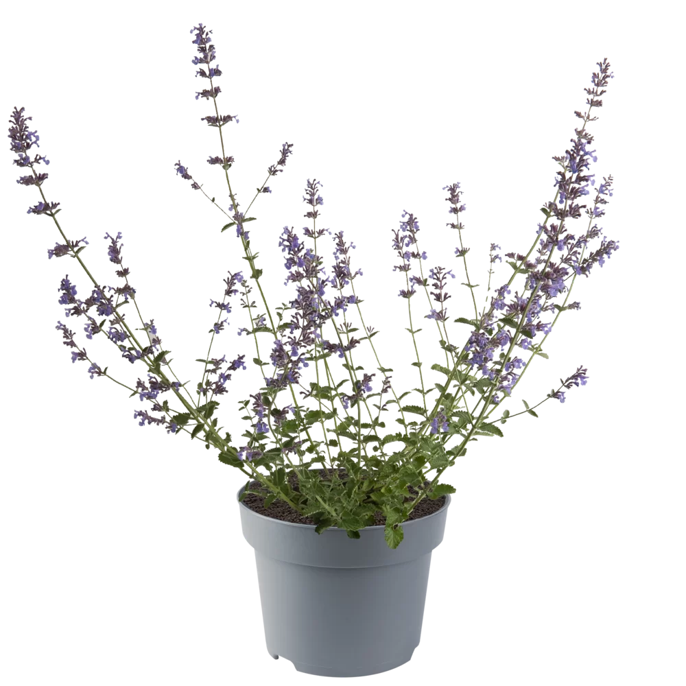 Nepeta faassenii Six Hills Giant Six Hills Giant