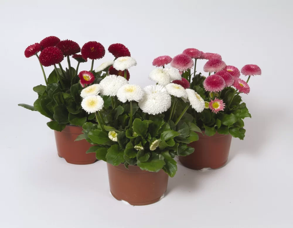 Bellis perennis Bellissima Mix