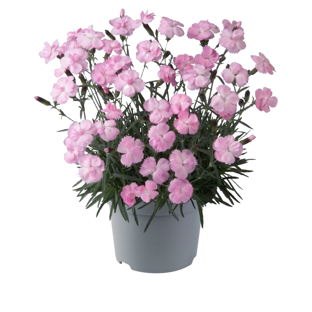 Dianthus caryophyllus Dinetta Soft Pink