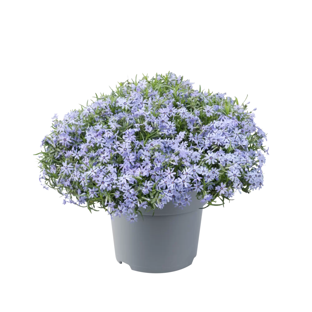 Phlox subulata Fabulous Blue Dark Center