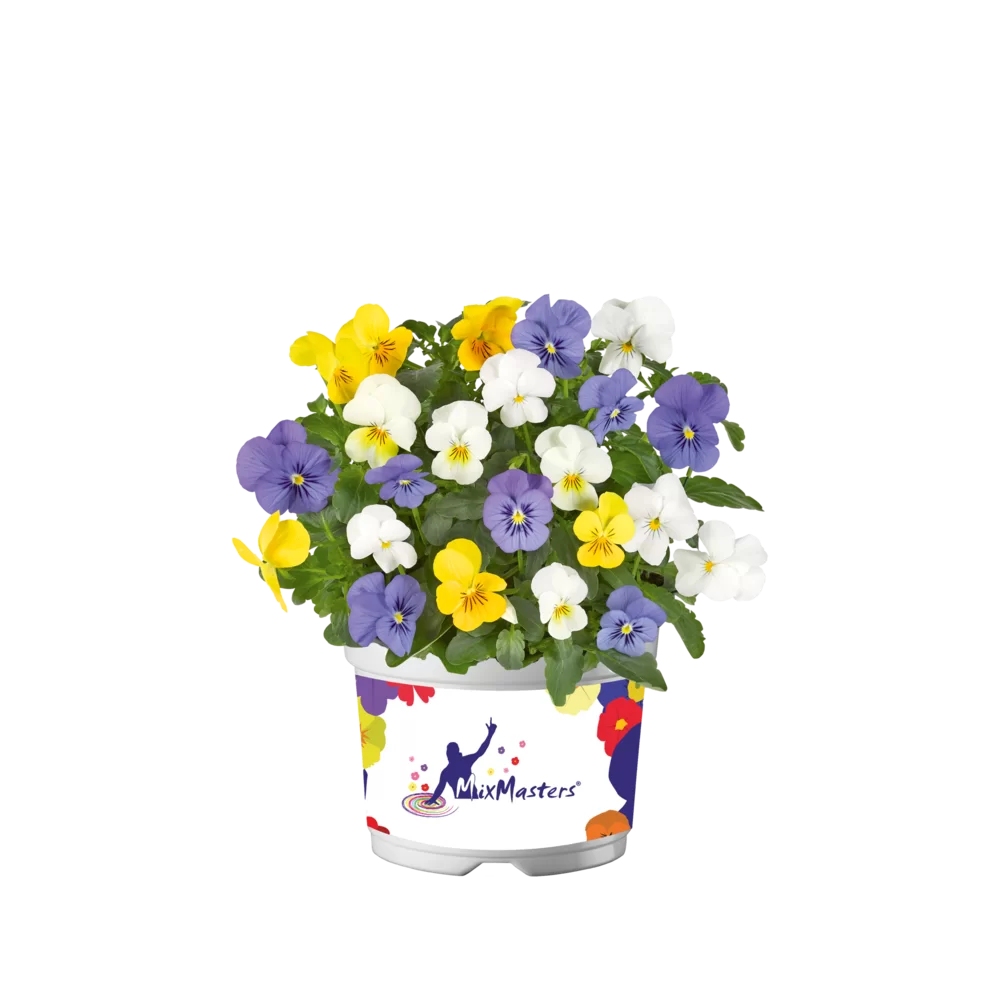 Viola cornuta - EVO® Mini MixMasters® - Stockholm