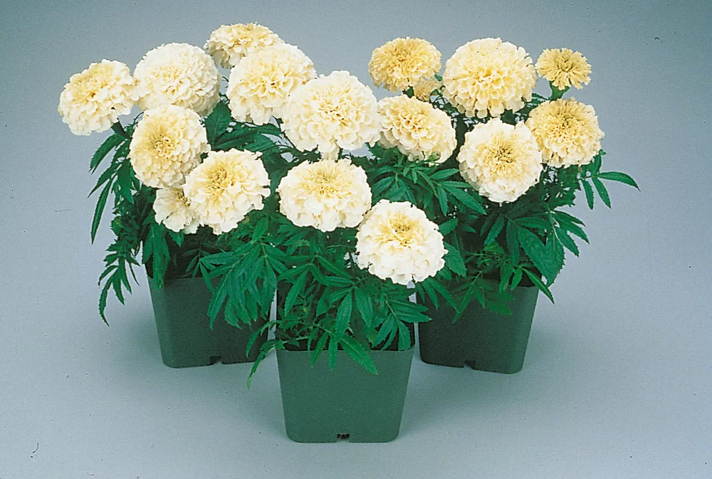 Tagetes erecta Vanilla F1