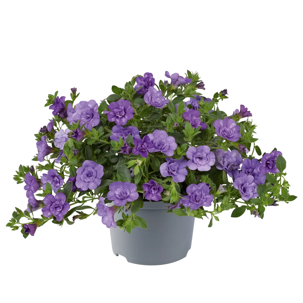 Calibrachoa parviflora Cabaret® Double Sky Blue