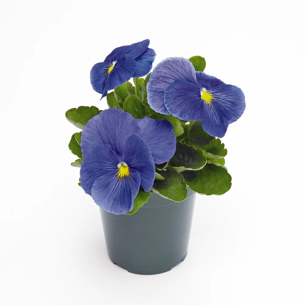 Viola wittrockiana EVO® True Blue