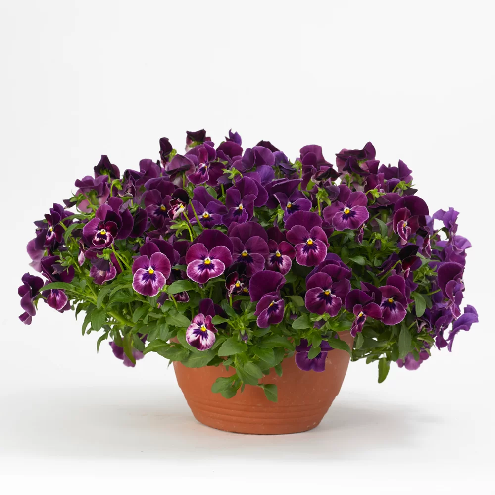Viola wittrockiana Cool Wave® Raspberry