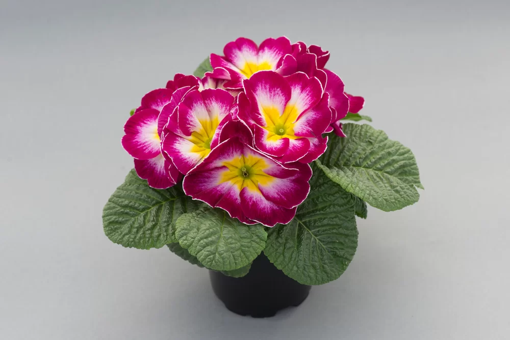 Primula vulgaris Finish/Eblo F1 Carmin Cream