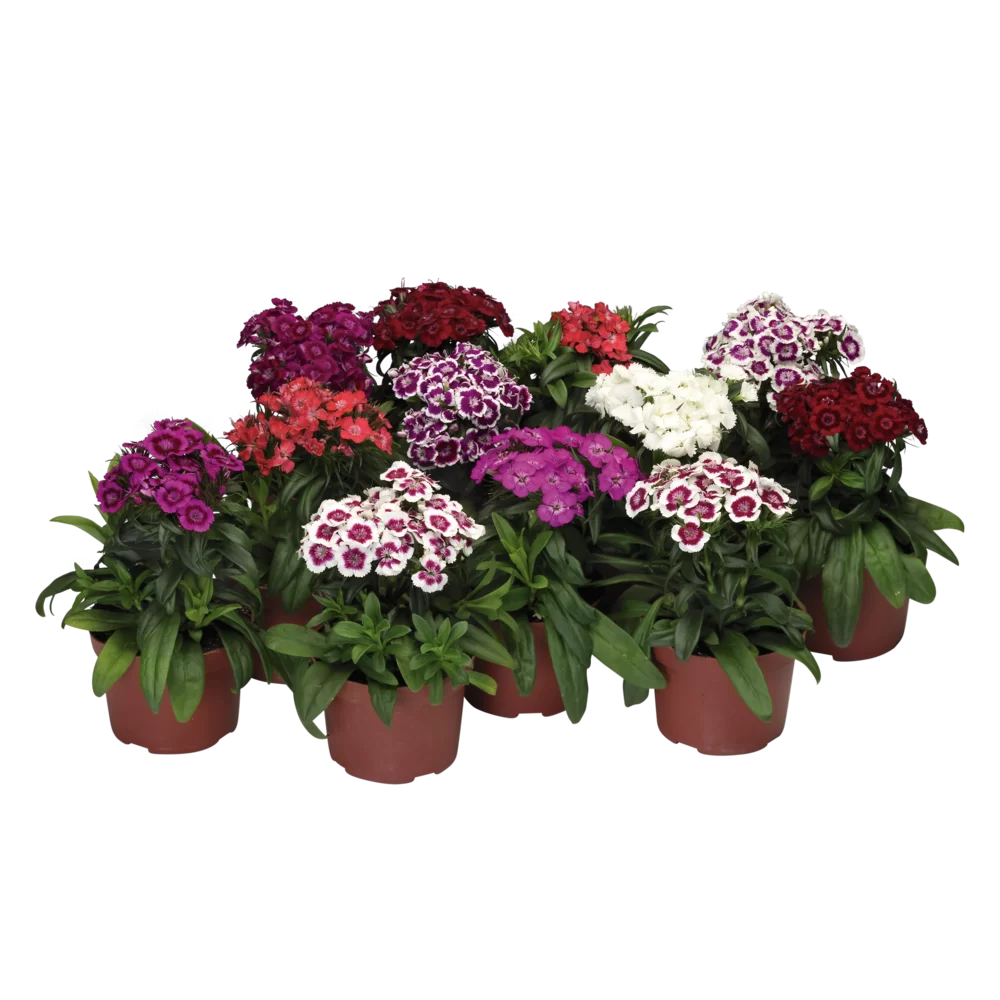 Dianthus x barbatus Barbarini® F1 Formular Mix
