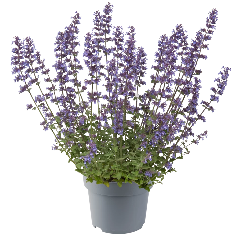 Nepeta faassenii Walker’s Low Walker’s Low