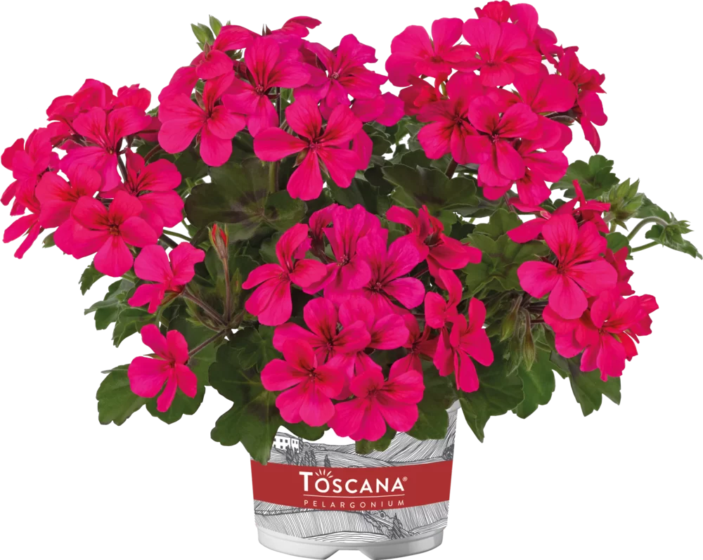 Pelargonium peltatum Villetta Neon Rose