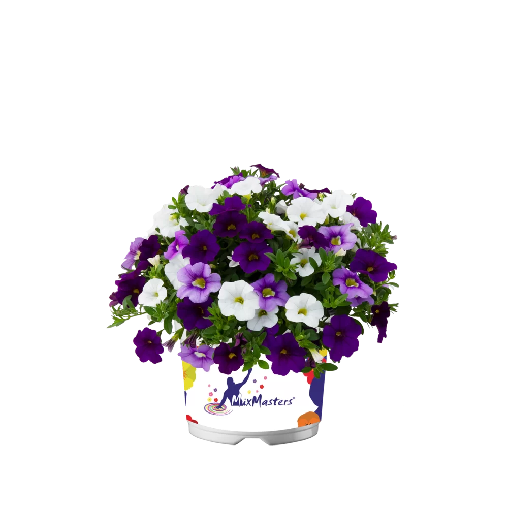 Calibrachoa parviflora Cabaret® MixMasters® Voltaire