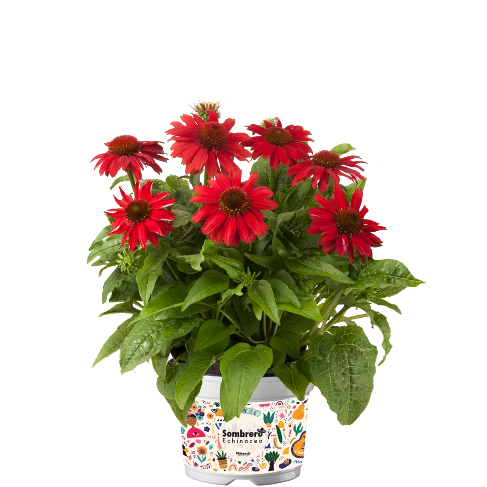 Echinacea purpurea Sombrero® Salsa Red