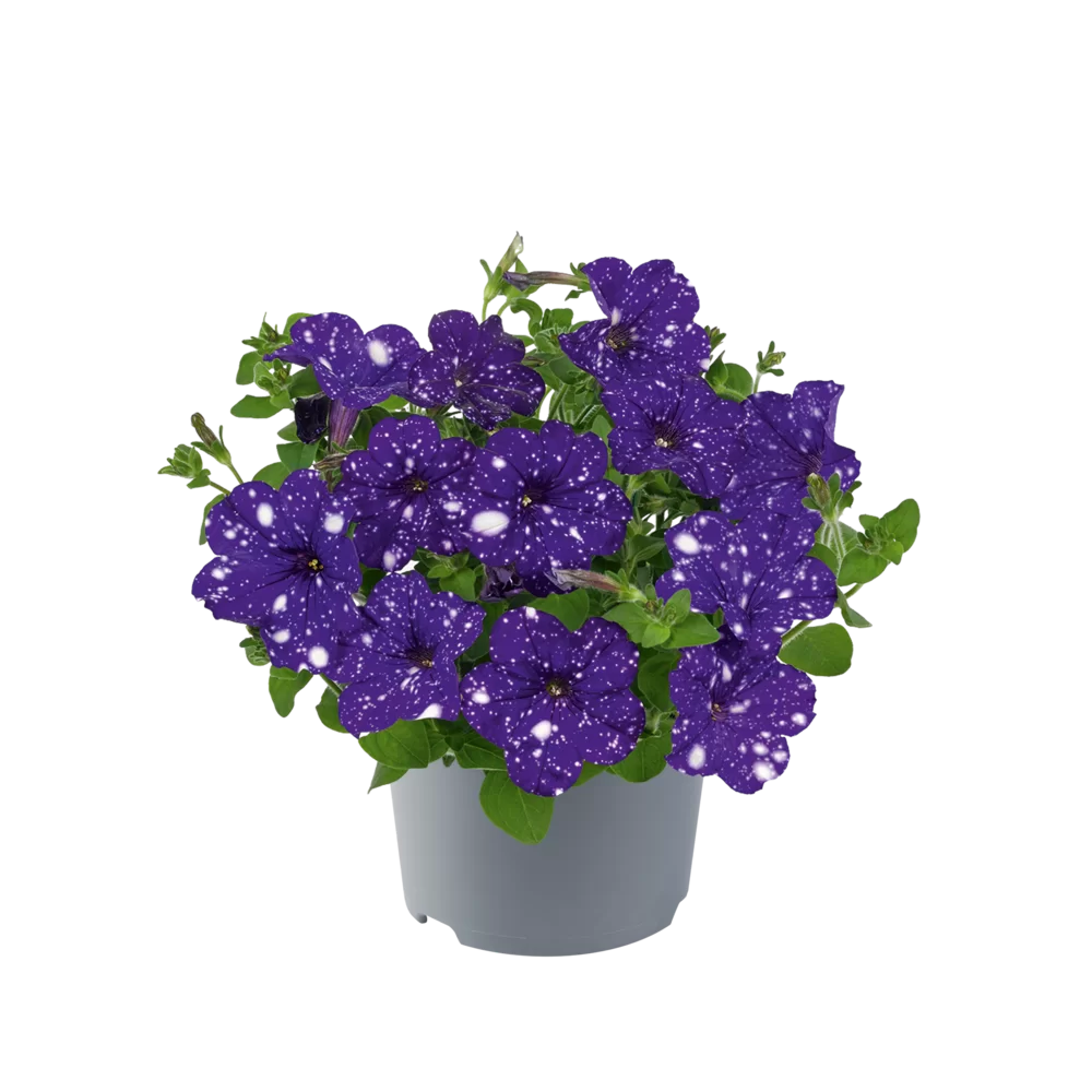 Petunia grandiflora MoonDust Virgo