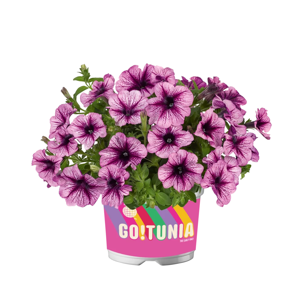 Petunia grandiflora GO!Tunia® Purple Vein