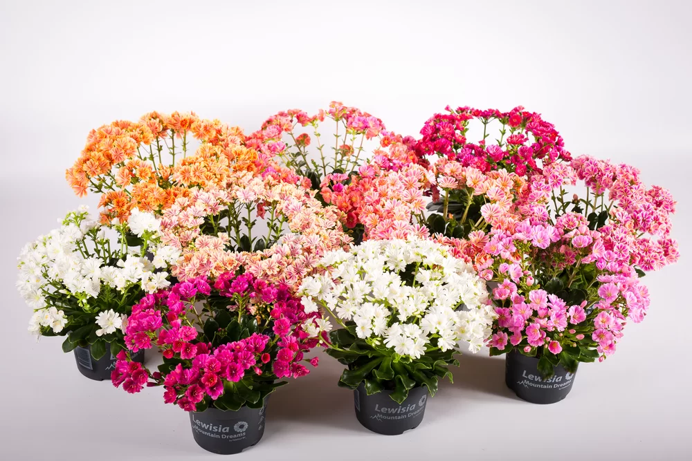 Lewisia cotyledon -  - Mountain Dreams