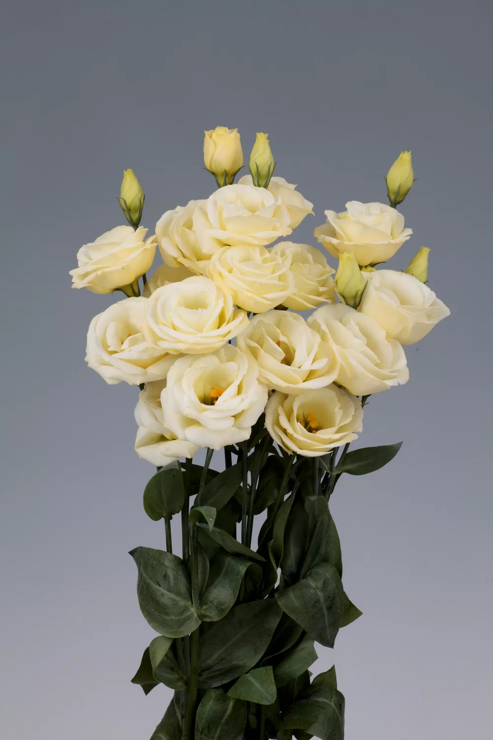 Lisianthus grandiflorum Rosita 4 Yellow