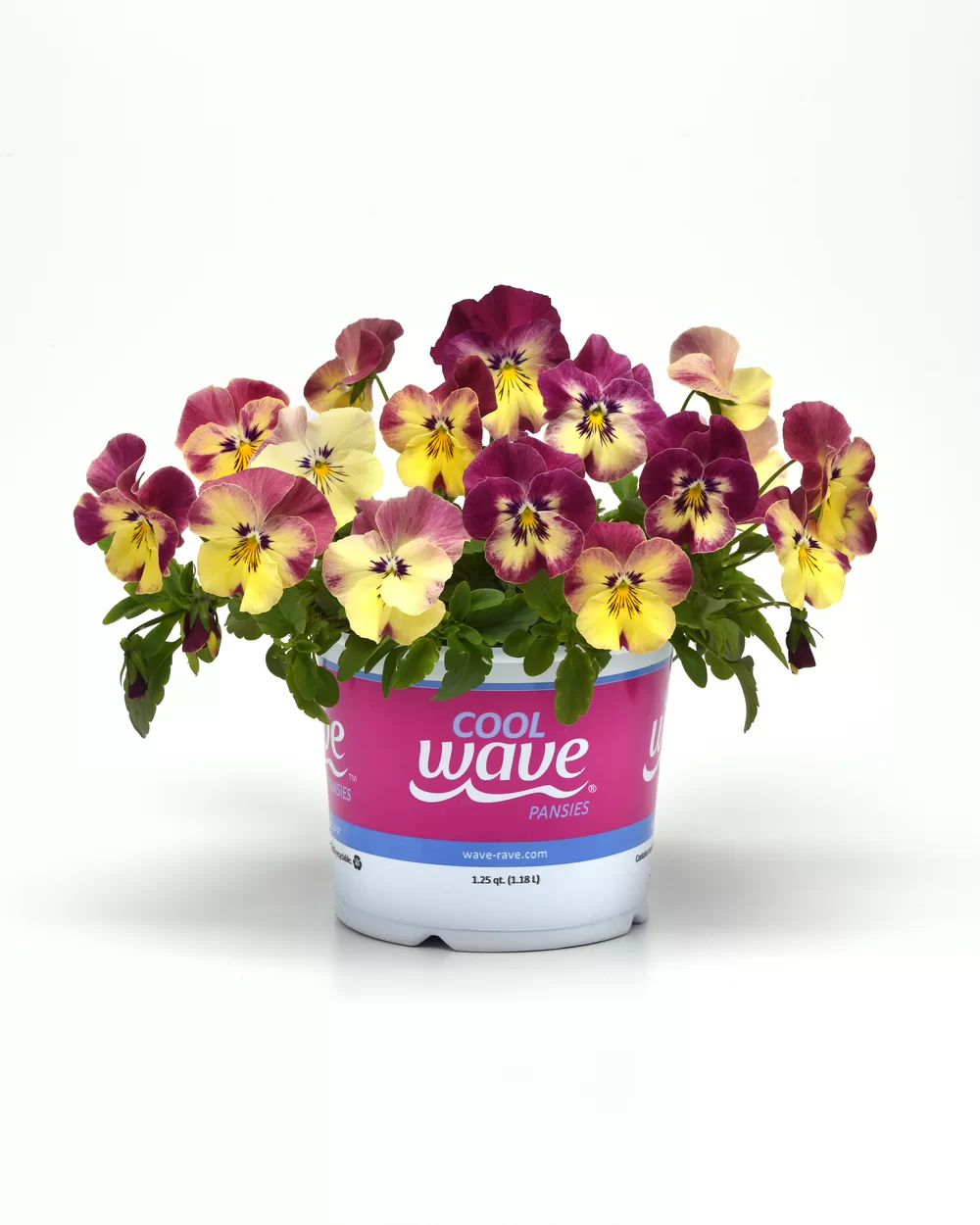 Viola wittrockiana Cool Wave® Strawberry Swirl