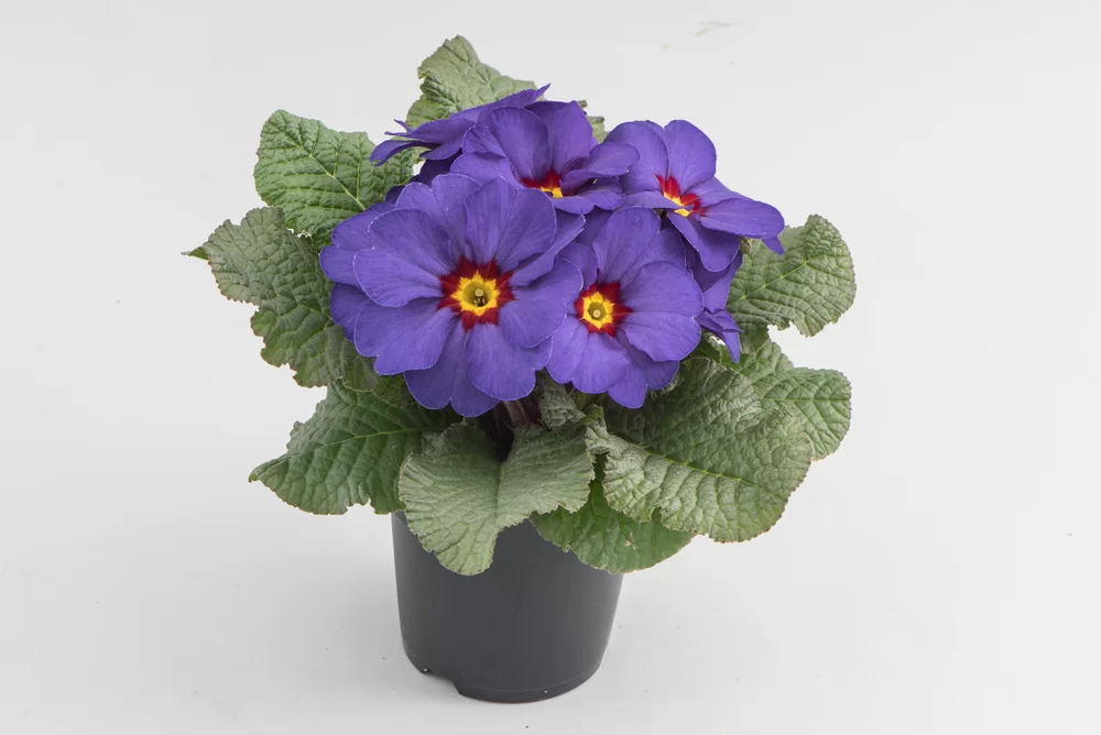 Primula vulgaris Finish/Eblo F1 Blue Red Eye