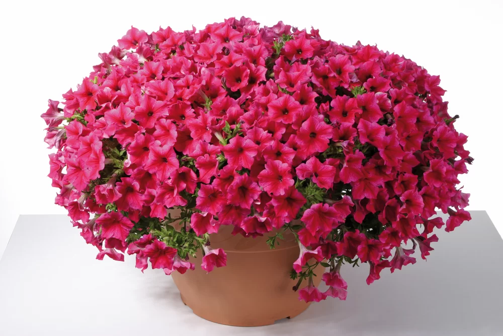 Petunia grandiflora Fanfare® Royal Purple