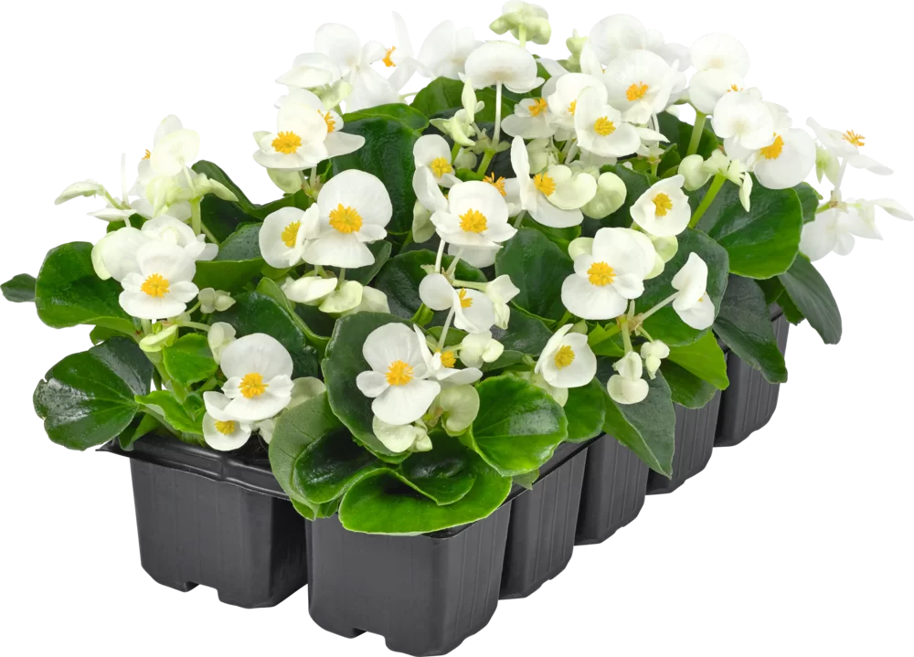 Begonia semperflorens - Quick F1 - White