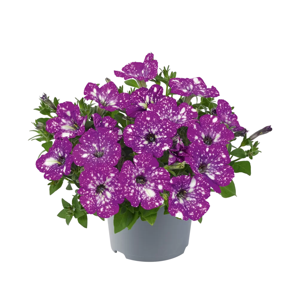 Petunia grandiflora MoonDust Aries