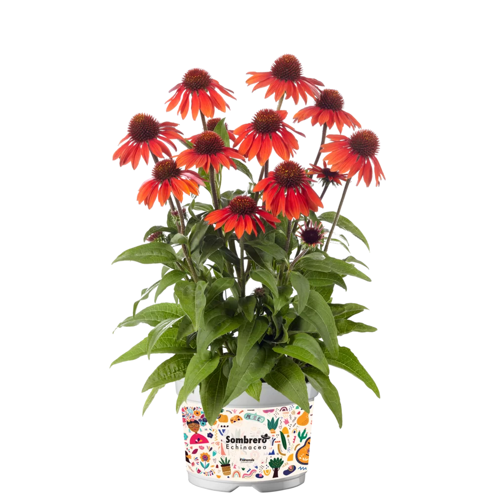Echinacea purpurea Sombrero® Sangrita