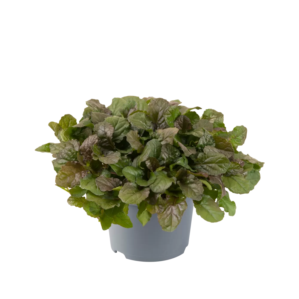 Ajuga reptans Braunherz Braunherz