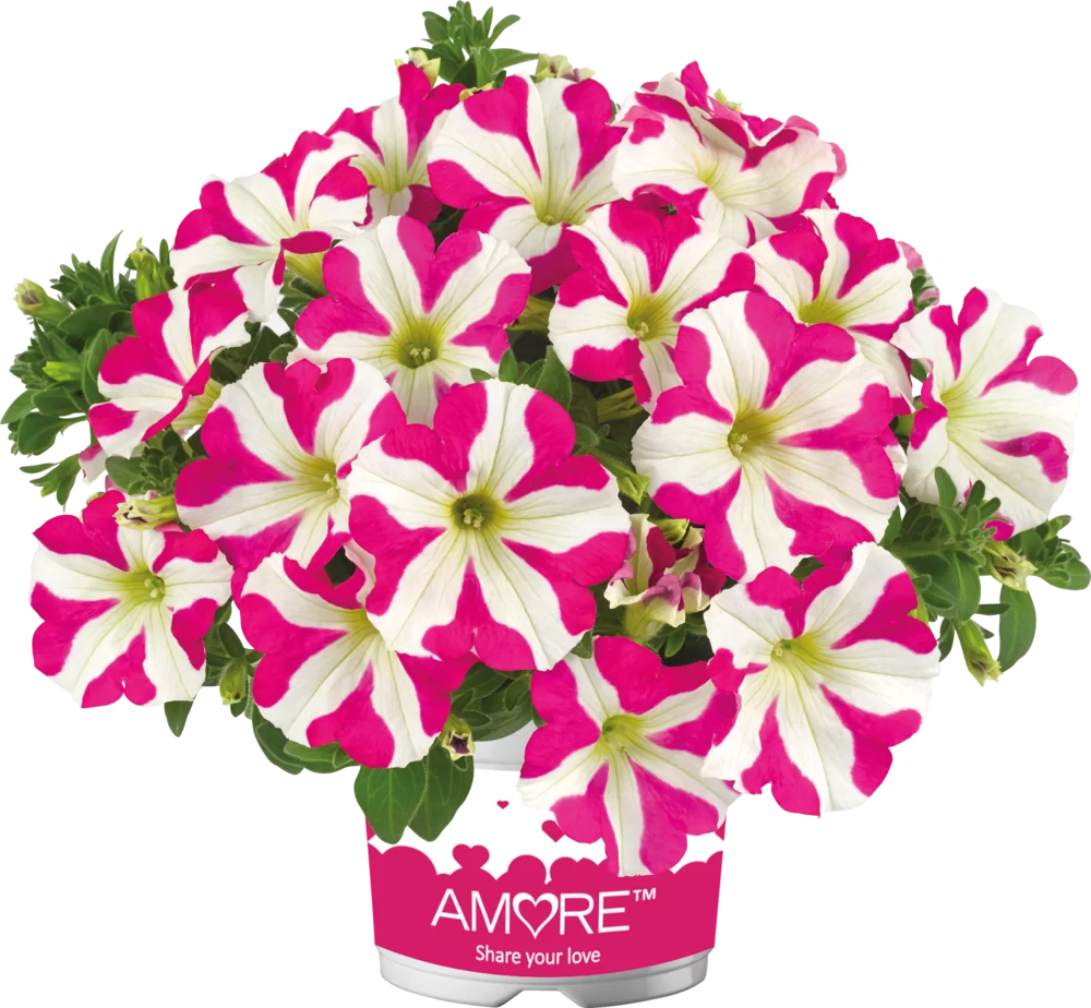 Petunia grandiflora Amore® Pink Heart