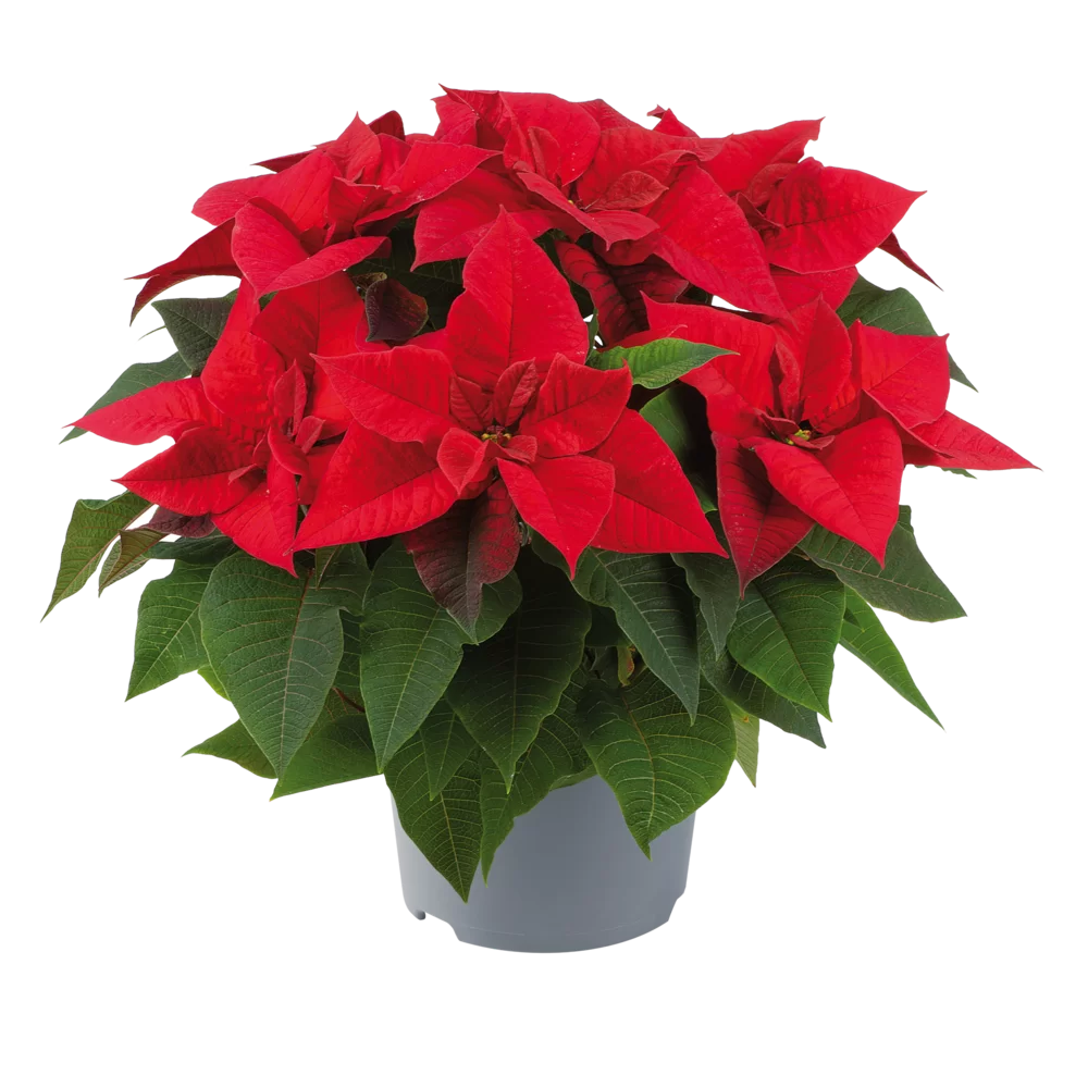 Euphorbia pulcherrima Superba Red