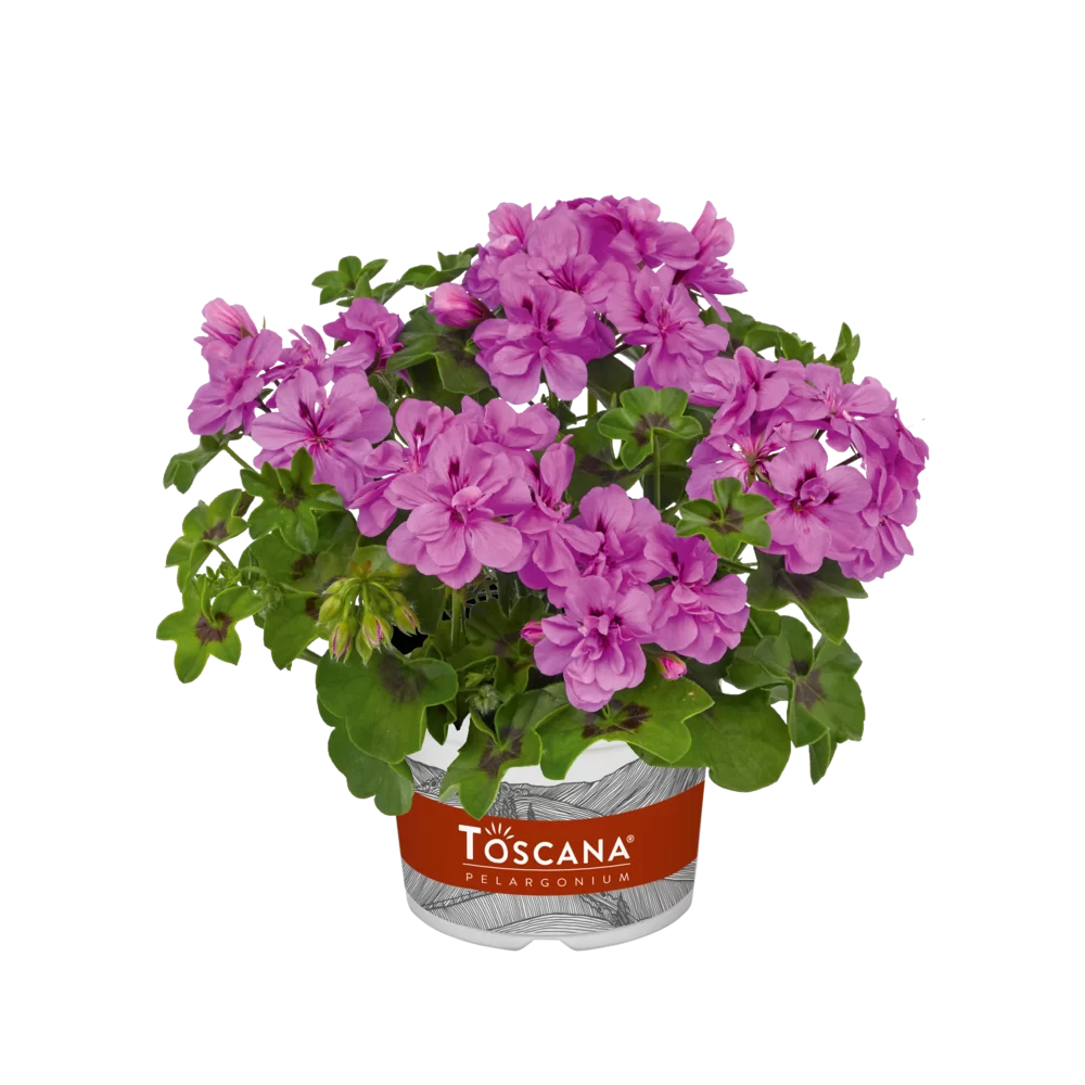 Pelargonium peltatum Big Five® Amethyst old