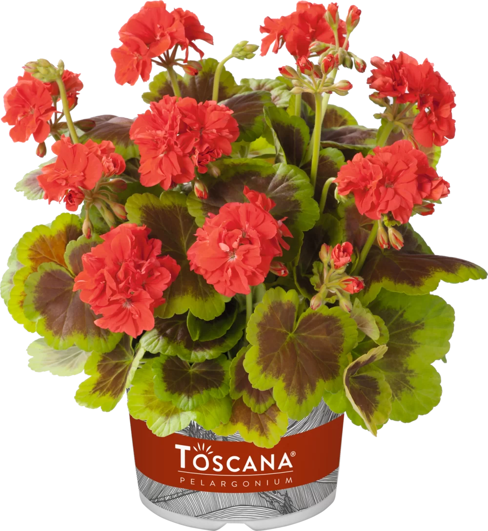 Pelargonium zonale Occold Shield