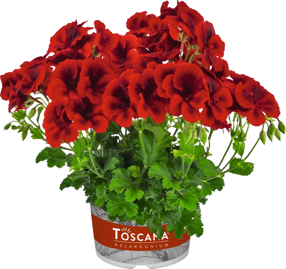 Pelargonium crispum Florella Red Eye