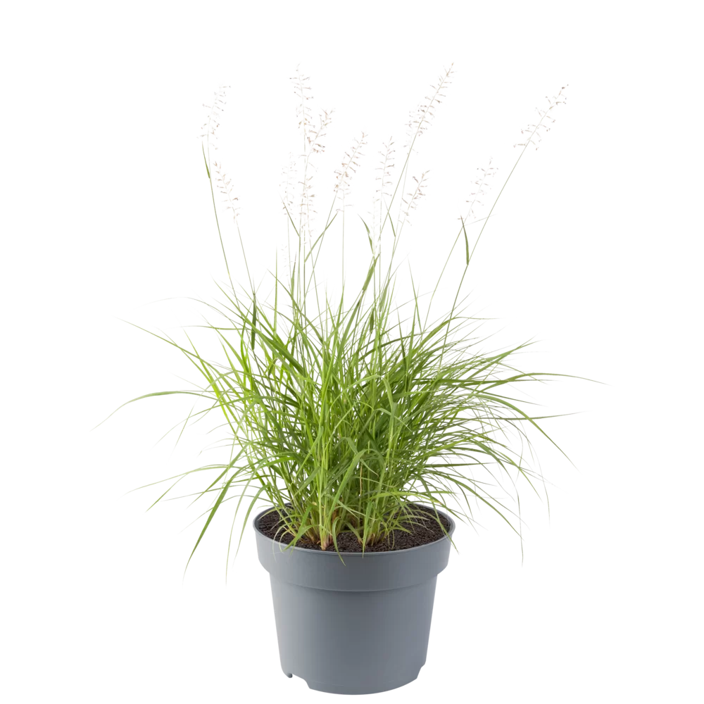 Pennisetum orientale Plumeau