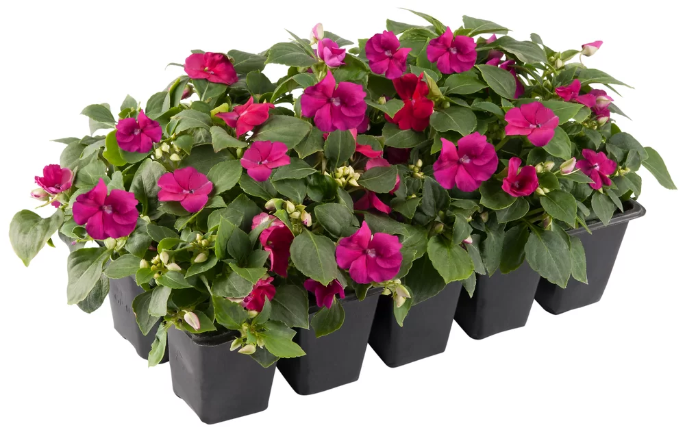 Impatiens walleriana Beacon® Violet Impr.