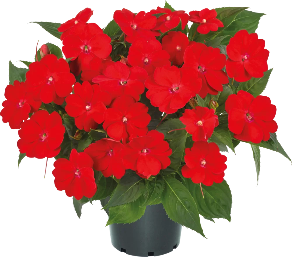 Impatiens New Guinea SunPatiens® Vigorous Scarlet