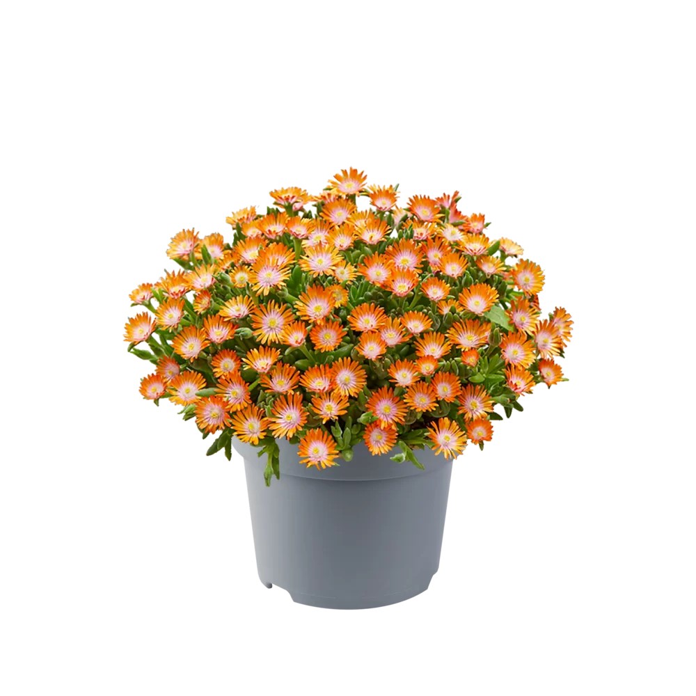 Delosperma cooperi Ice Cream™ Orange