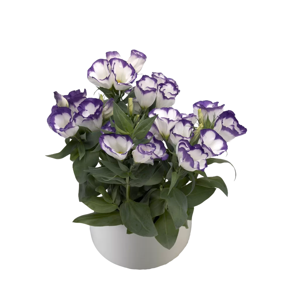 Lisianthus grandiflorum Carmen Blue Rim - pot