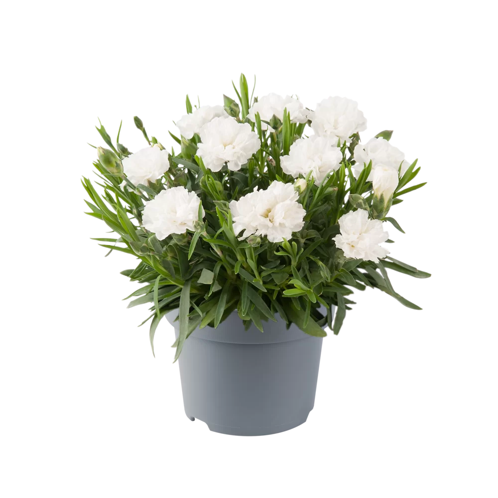 Dianthus caryophyllus Code | Florensis