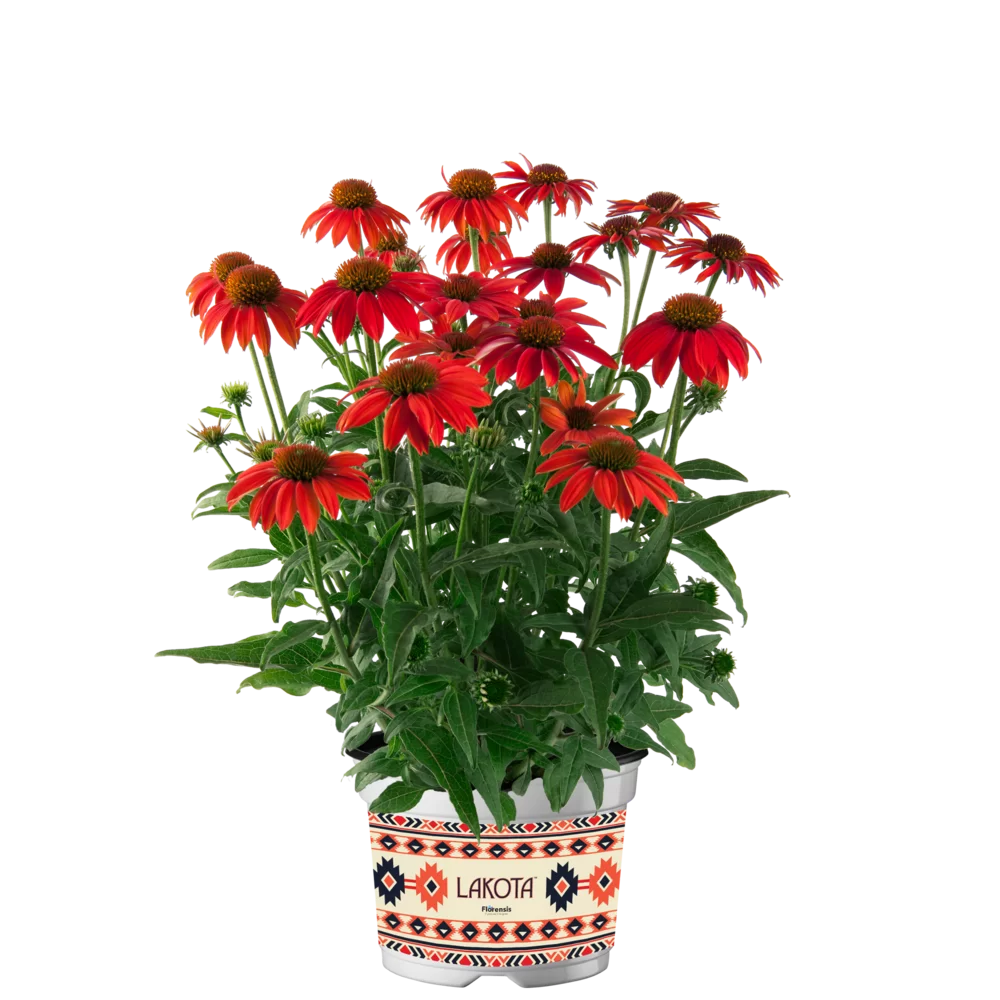 Echinacea purpurea - Lakota™ - Red