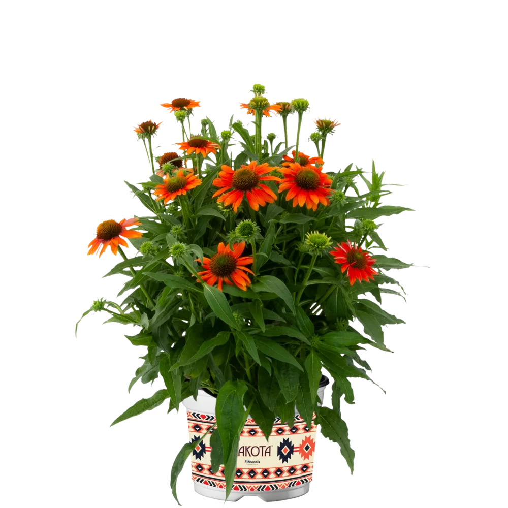 Echinacea purpurea - Lakota™ - Orange