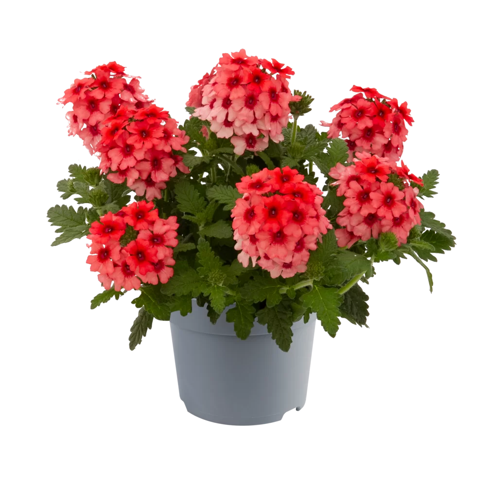 Verbena peruviana Lobster Fest