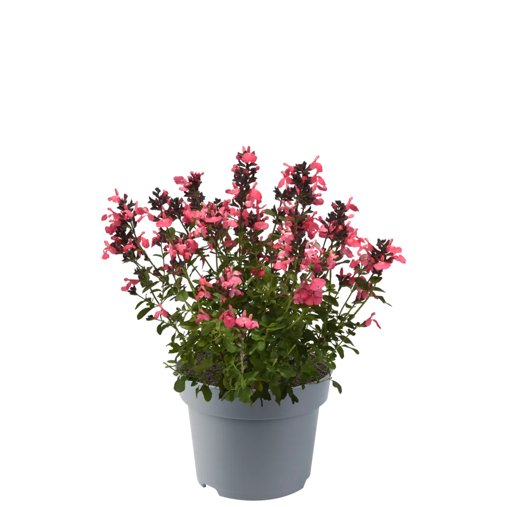 Salvia greggii Mirage™ Salmon