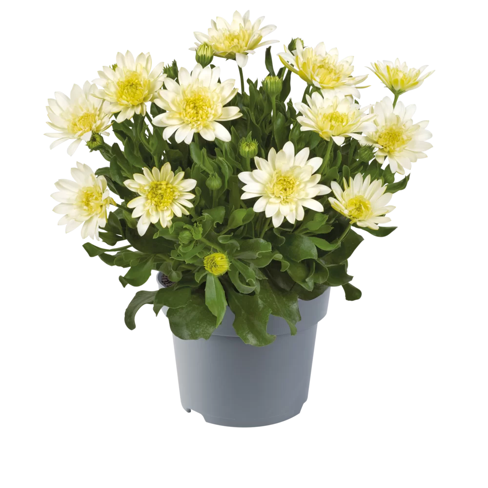 Osteospermum ecklonis Dalina Double | Florensis