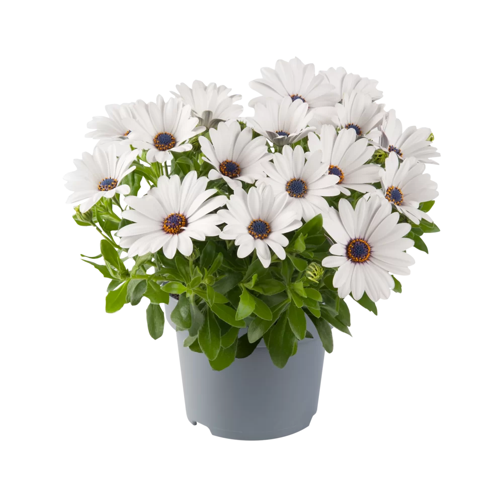 Osteospermum ecklonis Dalina® white old