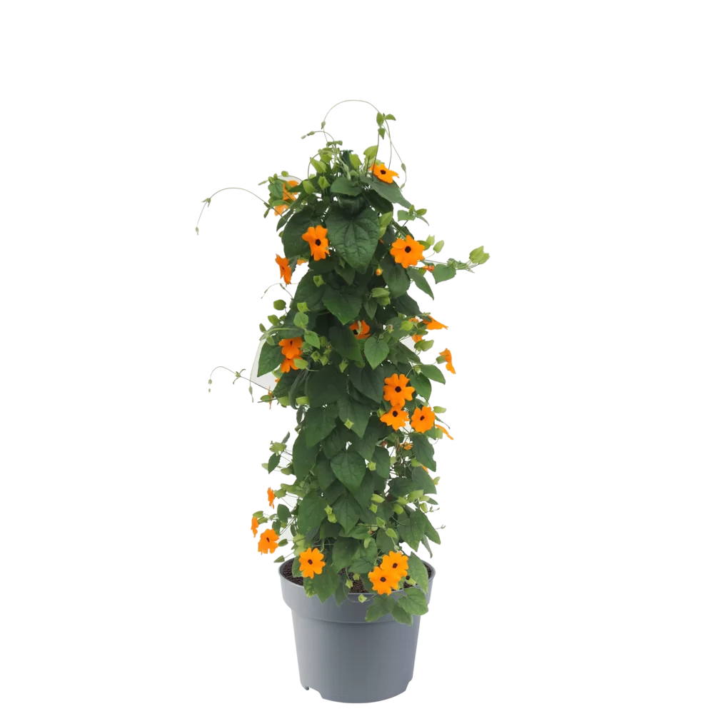 Thunbergia alata - SunEyes - New Orange