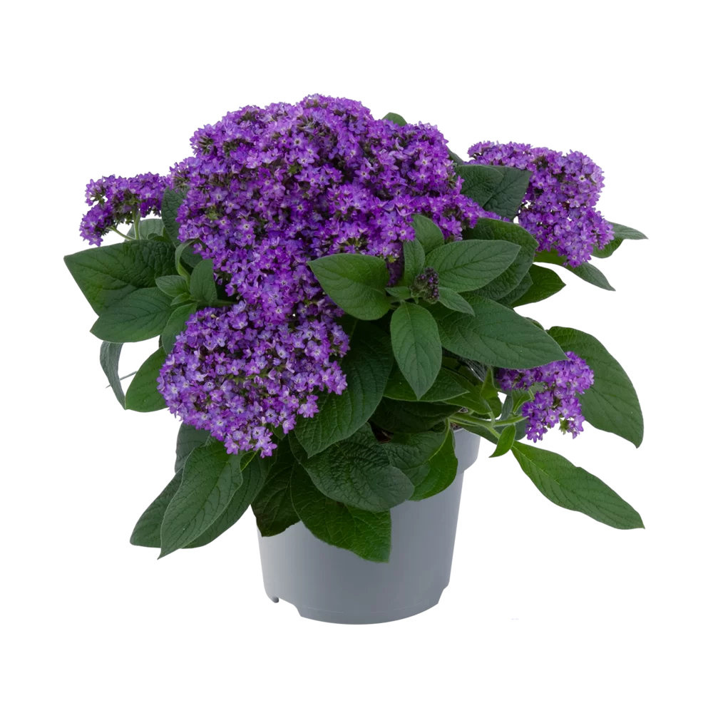 Heliotropium arborescens Honey Blue